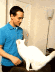 拥有一只黏人的小猫咪到底是啥体验？