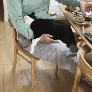 拥有一只黏人的小猫咪到底是啥体验？