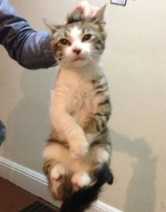 猫咪为啥不让抱？有可能是你抱猫的姿势错了