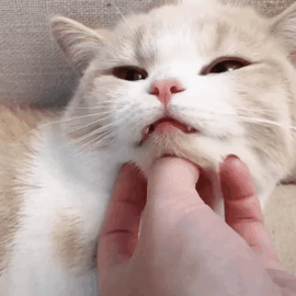 猫咪为啥不让抱？有可能是你抱猫的姿势错了