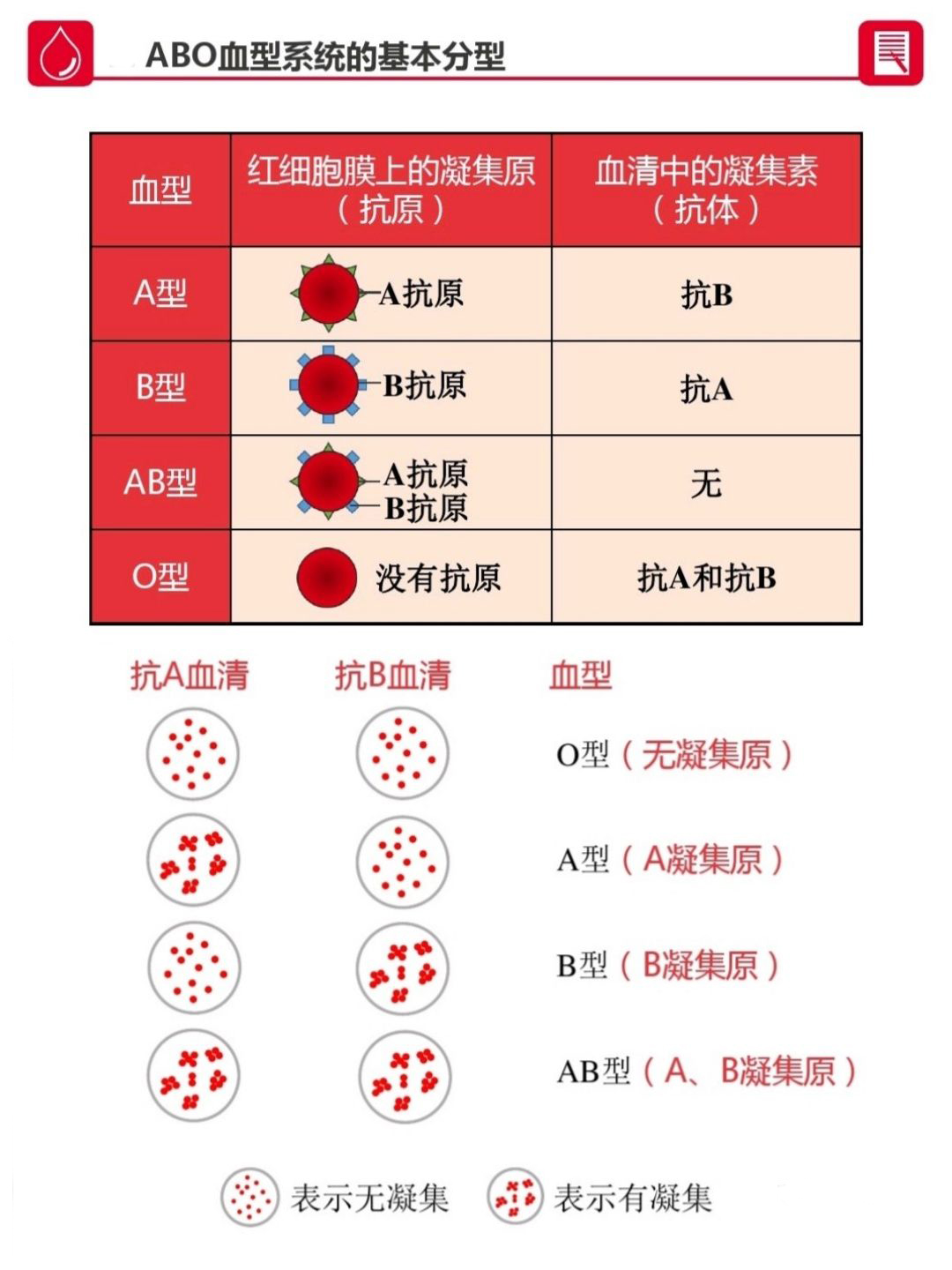 知道自己是什么型血,到底有多重要呢? 知道自己是什么型血,到底有多重要呢?