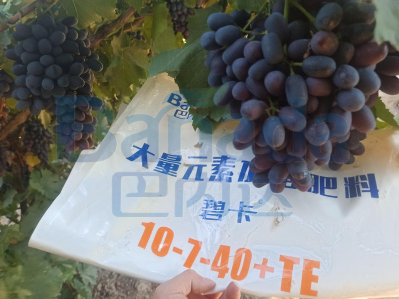 水溶肥和復合肥哪個效果更好？