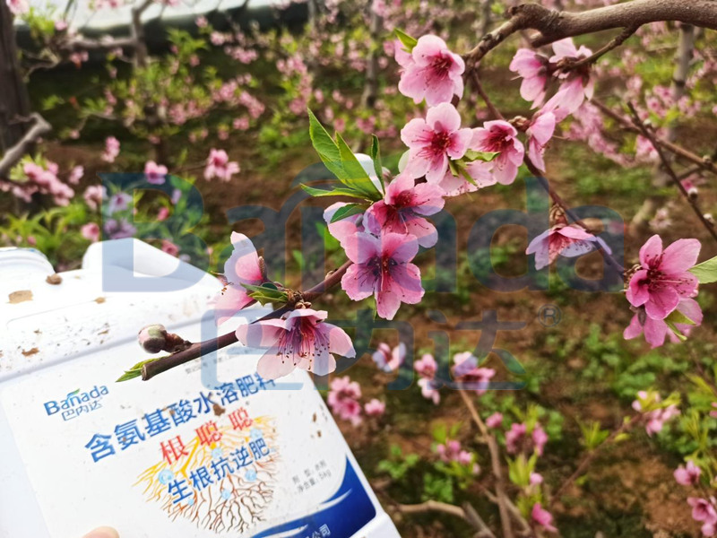 桃樹開花期用什么肥料好？