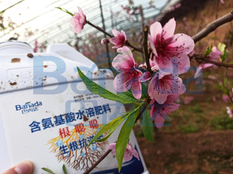 桃樹開花期用什么肥料好？