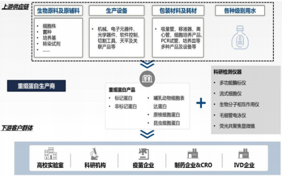 重组蛋白行业重点企业市场份额占比分析及细分应用市场规模研究预测