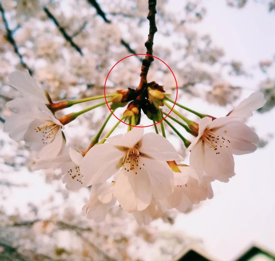 春天來(lái)了，櫻花、杏花、梨花、海棠……你分得清嗎？