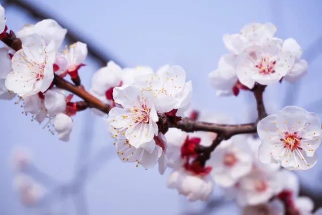 春天來(lái)了，櫻花、杏花、梨花、海棠……你分得清嗎？