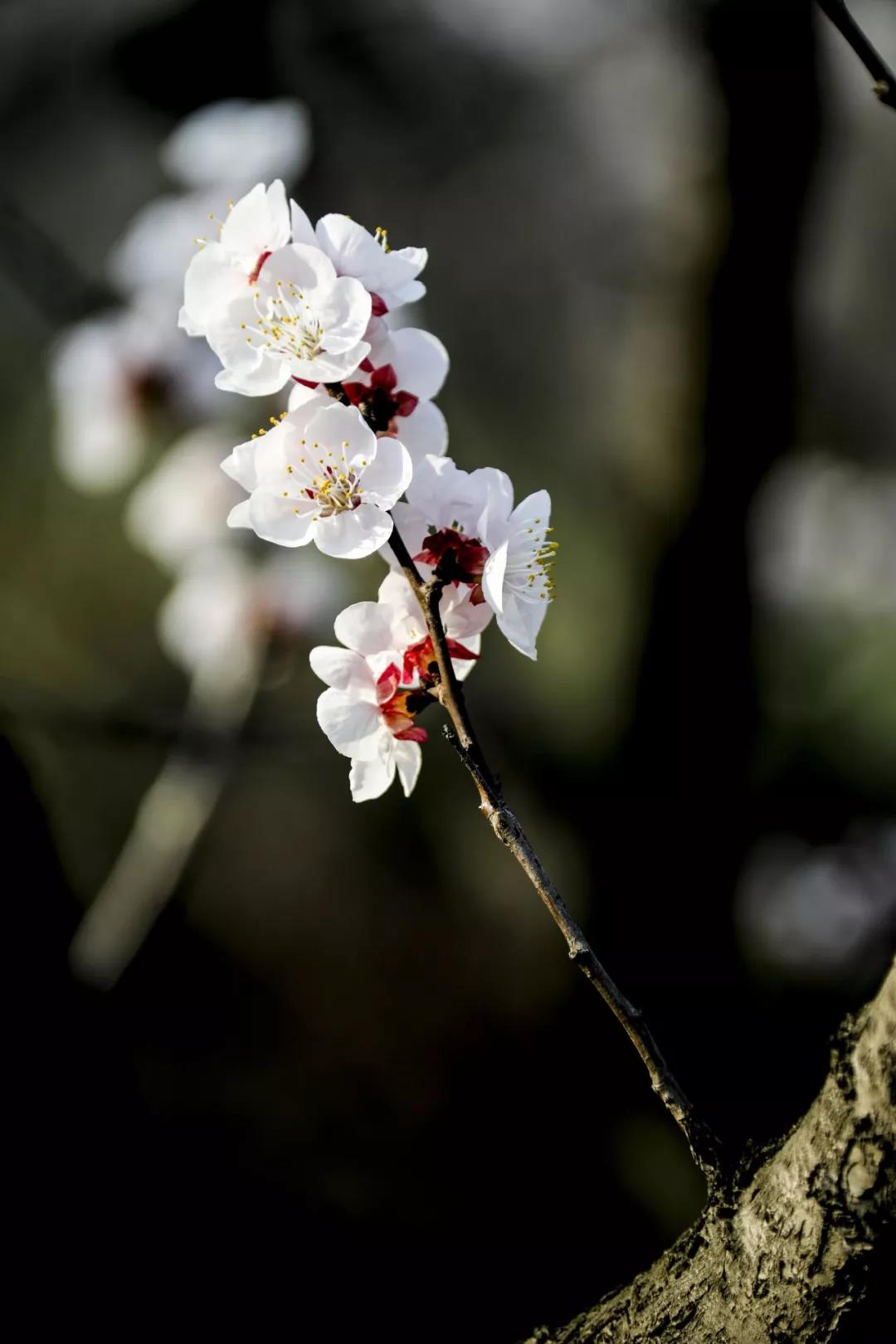 春天來(lái)了，櫻花、杏花、梨花、海棠……你分得清嗎？