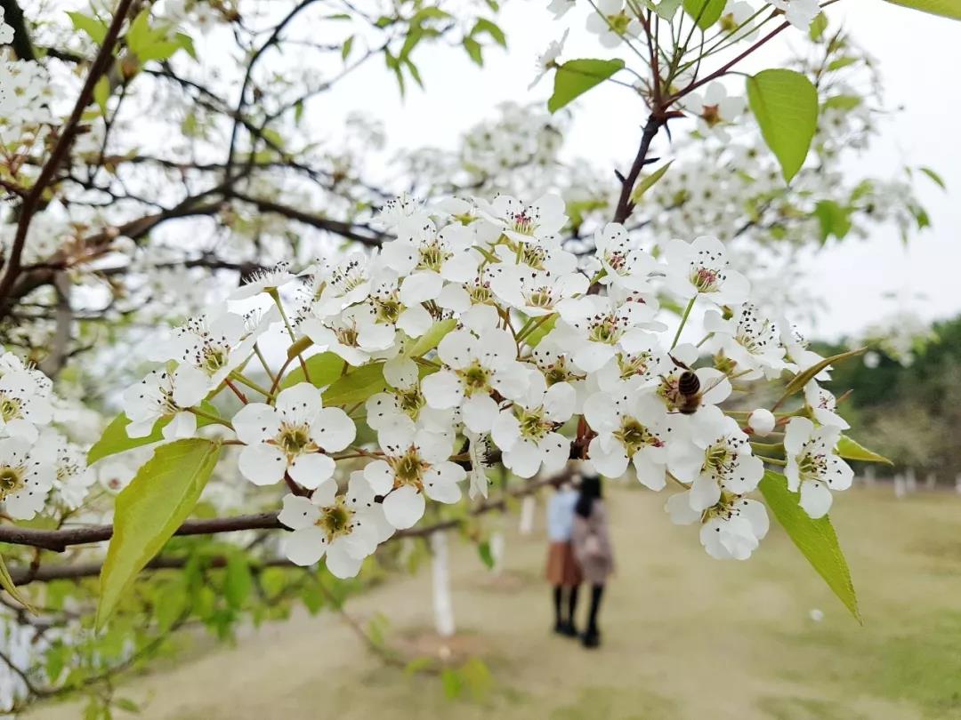 春天來(lái)了，櫻花、杏花、梨花、海棠……你分得清嗎？