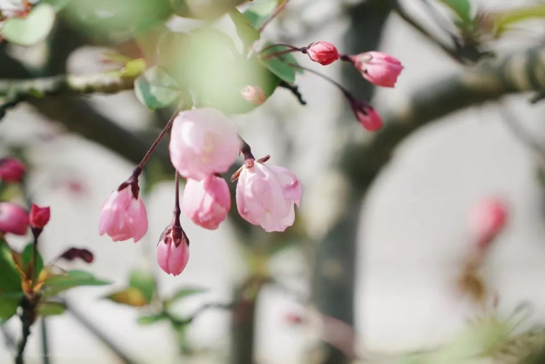 春天來(lái)了，櫻花、杏花、梨花、海棠……你分得清嗎？