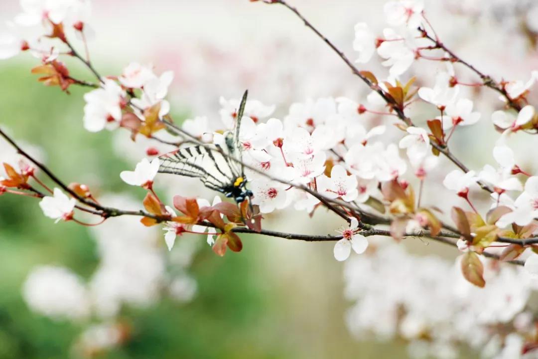 春天來(lái)了，櫻花、杏花、梨花、海棠……你分得清嗎？