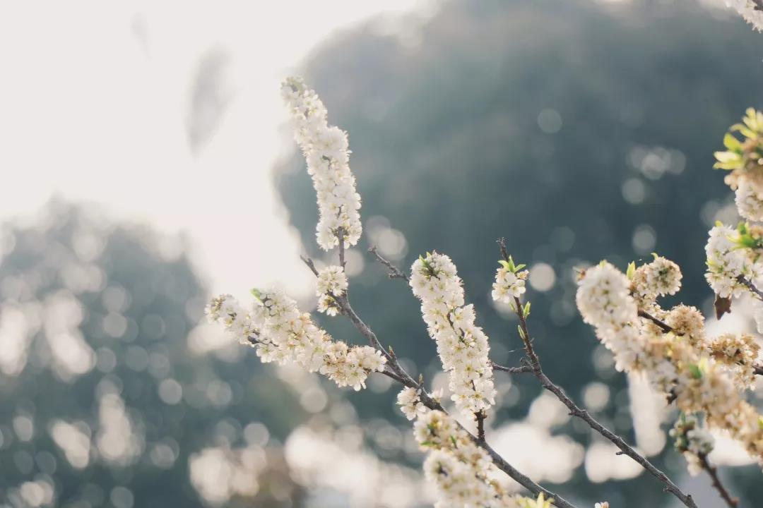 春天來(lái)了，櫻花、杏花、梨花、海棠……你分得清嗎？