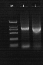 京泽分子生物学产品开学季促销 京泽分子生物学产品开学季促销