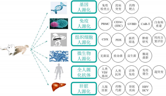 2022年全球及中国动物模型行业市场规模需求前景预测及未来市场发展趋势分析