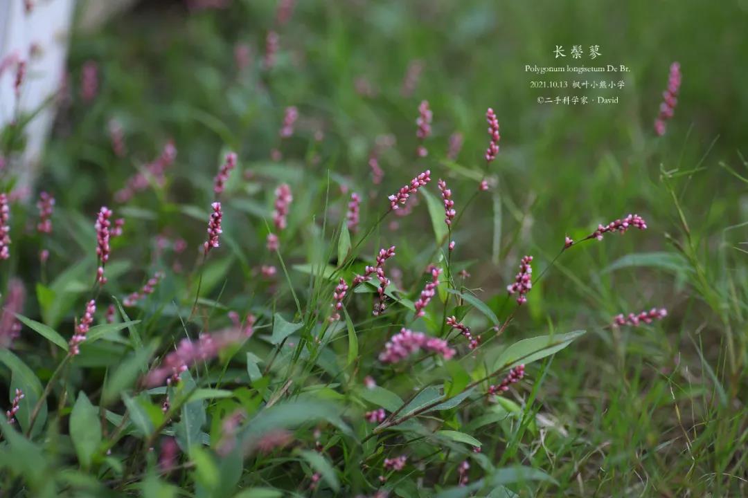 小学教师分享|草坪探索：校园的隐蔽角落，也有美好在绽放