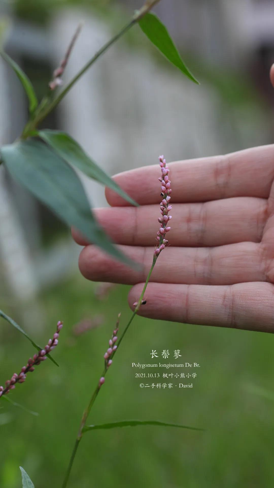 小学教师分享|草坪探索：校园的隐蔽角落，也有美好在绽放