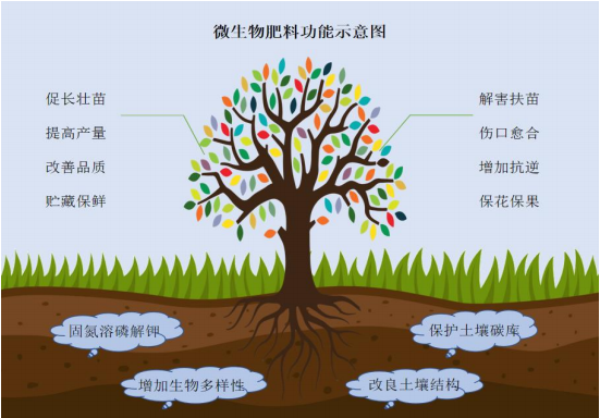 2022年微生物肥料行业市场规模分析、供需格局分析及投资战略规划指导可行性研究预测