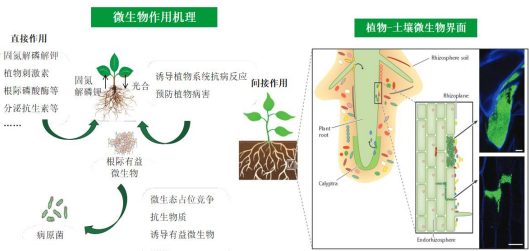 2022年微生物肥料行业市场规模分析、供需格局分析及投资战略规划指导可行性研究预测