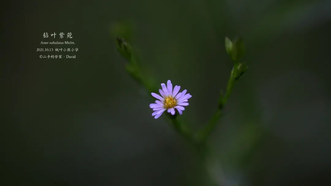 小学教师分享|草坪探索：校园的隐蔽角落，也有美好在绽放