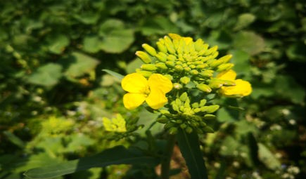 工業(yè)機(jī)器人未來發(fā)展趨勢分析 應(yīng)用場景將進(jìn)一步擴(kuò)大