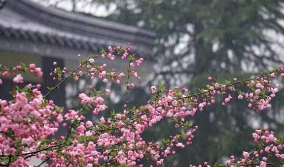 植树节特辑:古人为什么种树 植树节特辑:古人为什么种树