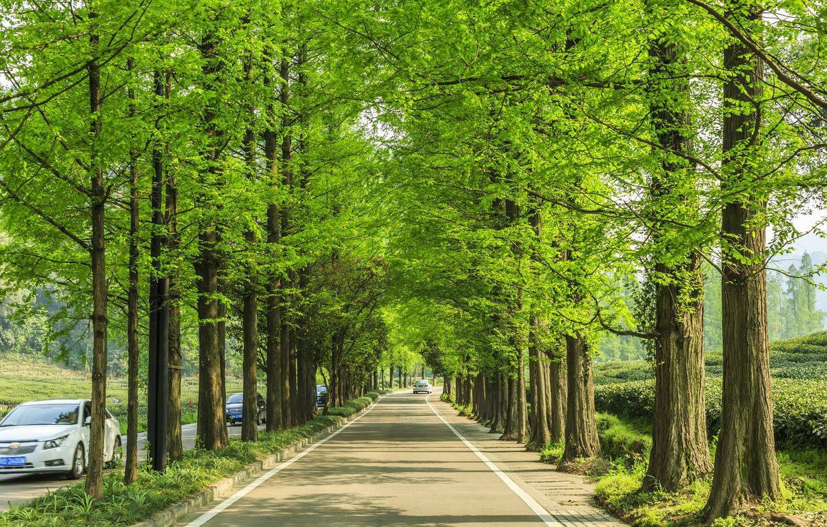 植树节特辑:古人为什么种树 植树节特辑:古人为什么种树
