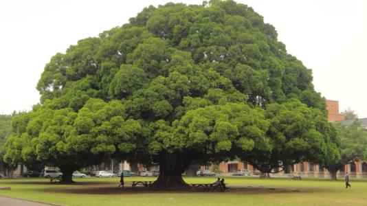 植树节特辑:古人为什么种树 公益科普 深圳市君鹏人力资源有限