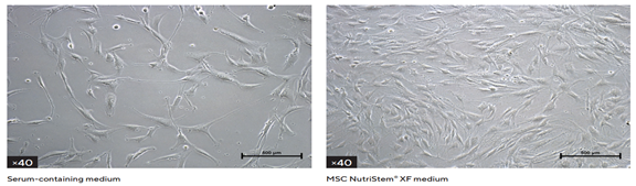 MSC NutriStem® XF Medium 间充质干细胞培养基