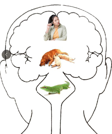 利用大脑的特点进行学习 利用大脑的特点进行学习