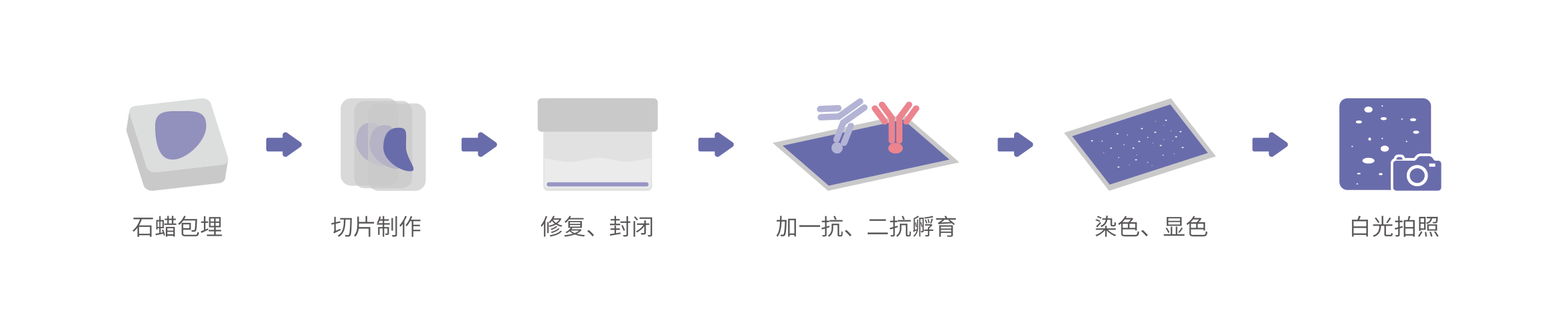 免疫组织化学检测