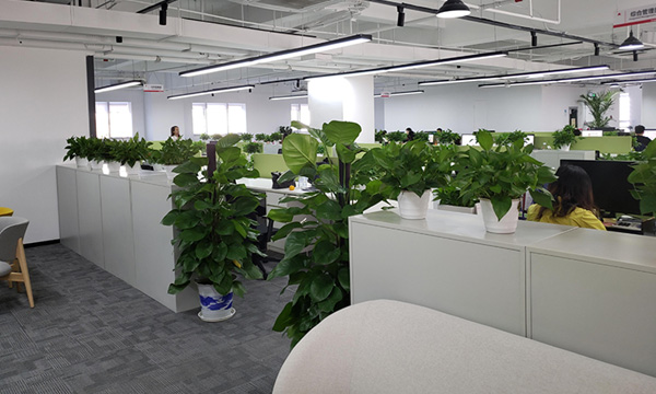 办公室绿化植物摆放设计有哪些作用