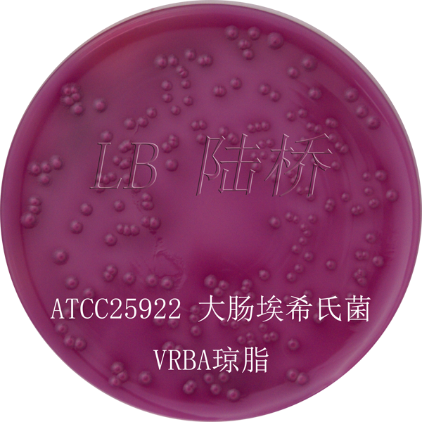 結晶紫中性紅膽鹽瓊脂（VRBA）- 大腸埃希氏菌（涂布）