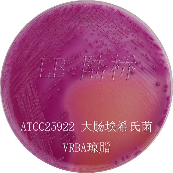 結晶紫中性紅膽鹽瓊脂（VRBA）- 大腸埃希氏菌