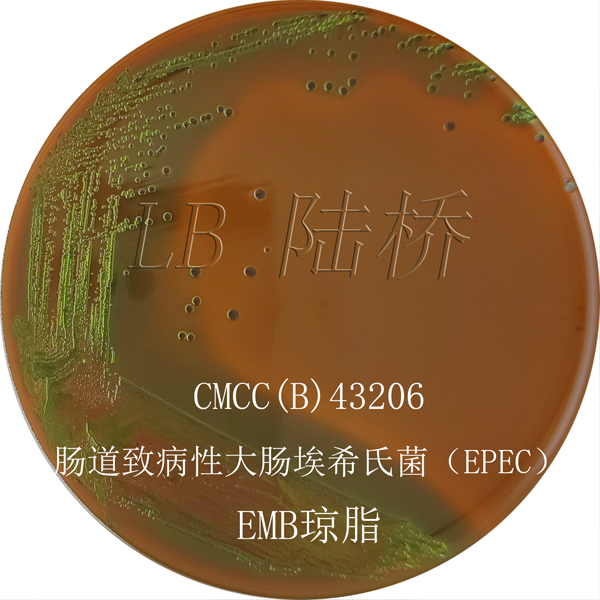 伊紅美藍瓊脂（EMB）-腸道致病性大腸埃希氏菌(EPEC)