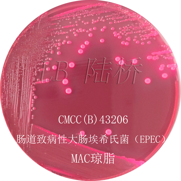 麥康凱瓊脂（MAC）-腸道致病性大腸埃希氏菌(EPEC)