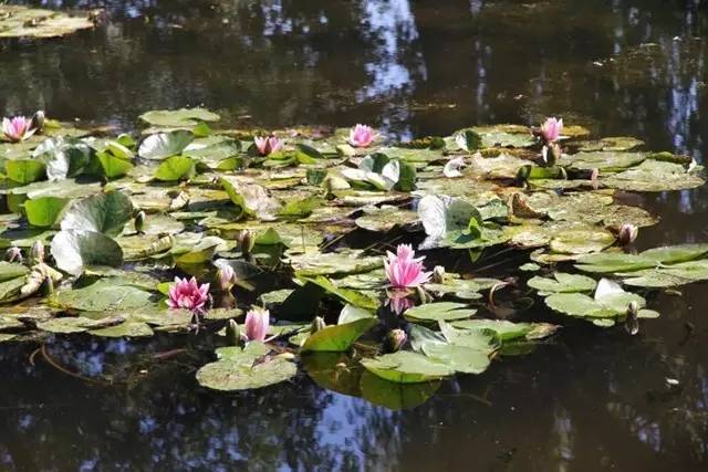 他們打點一座花園，邊種花，邊畫畫，最后成為大畫家！