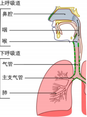 2022年呼吸道病原体检测行业市场需求规模前景预测及全产业链监测调研分析