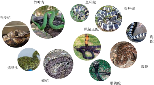 2022年抗蛇毒血清行业市场需求规模前景预测及投资战略评估咨询
