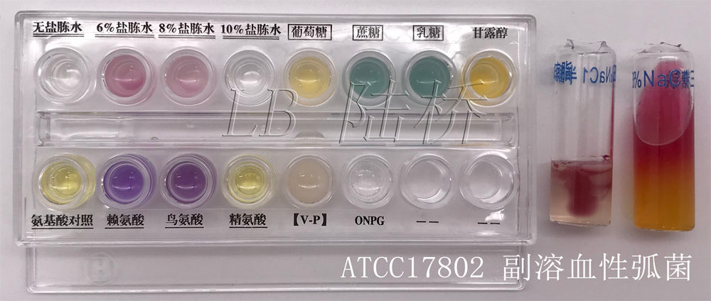 副溶血性弧菌干制生化鑒定試劑盒-副溶血性弧菌