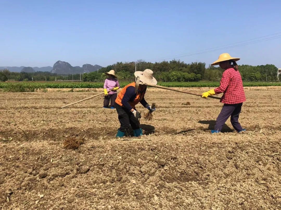 春耕农事忙 播种新希望