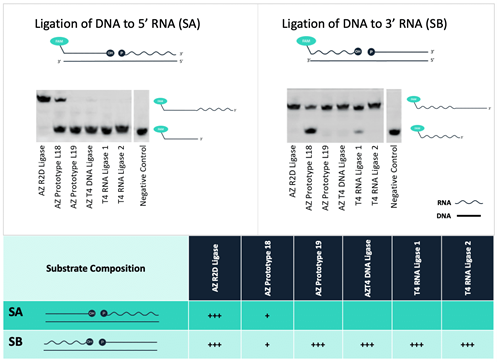 RNA与DNA连接酶 (R2D Ligase)