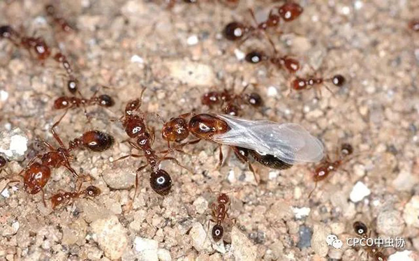 小小蚂蚁竟能致死？警惕战斗力最强的外来入侵物种—红火蚁！