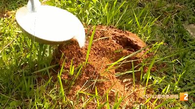 小小蚂蚁竟能致死？警惕战斗力最强的外来入侵物种—红火蚁！