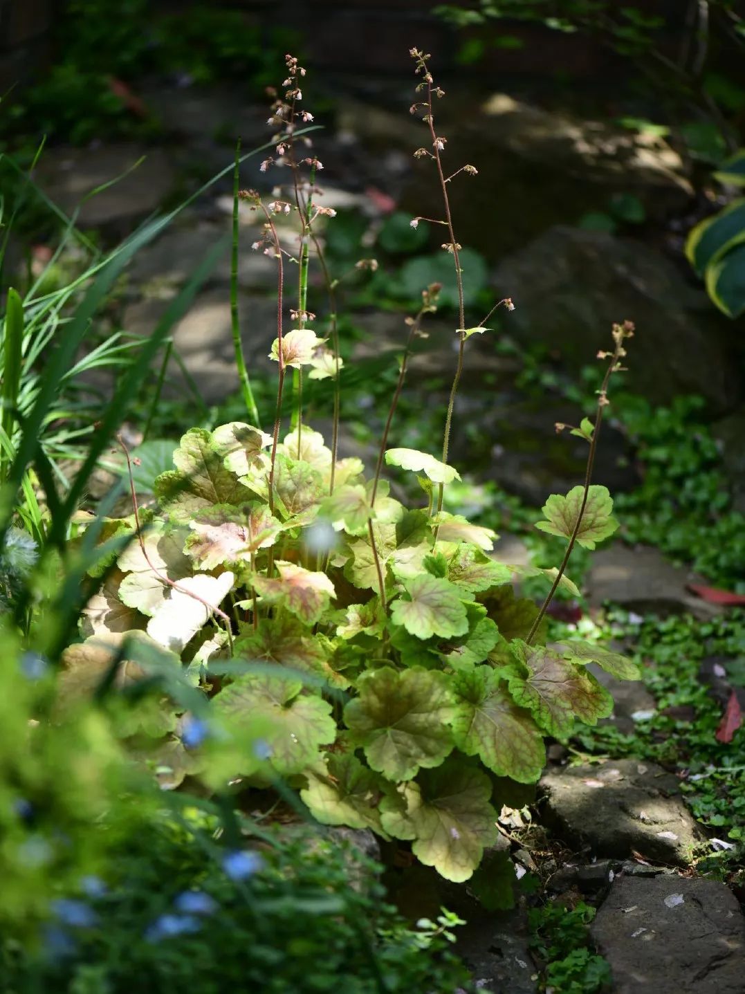 花开成海，绚烂如画