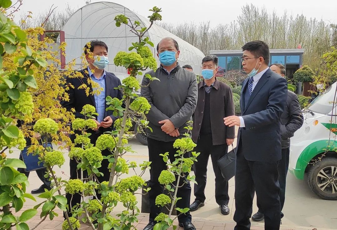 省林业局王伟调研陈砦花卉双桥花鸟市场