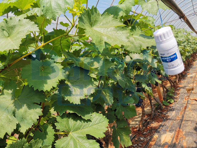 种植葡萄，水溶肥的使用很关键！