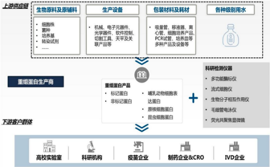 2022年全球及中国重组蛋白行业产业链市场规模分析及下游细分市场前景预测
