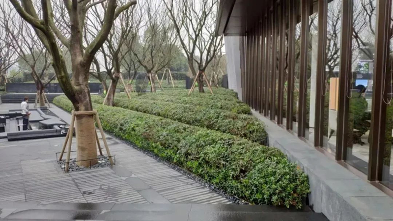 【景立方绿皮书】第二期|森系景观植物营造攻略上篇 【景立方绿皮书】第二期|森系景观植物营造攻略上篇