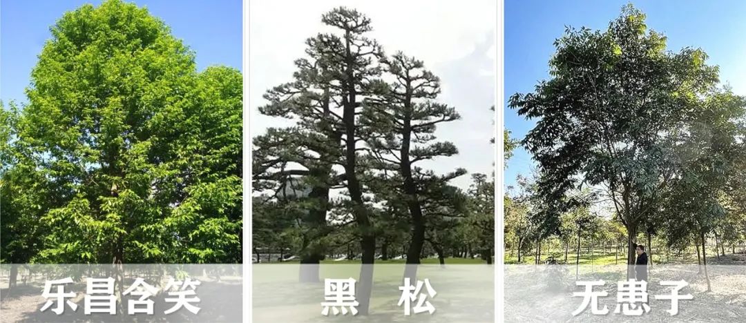 【景立方绿皮书】第二期|森系景观植物营造攻略上篇 【景立方绿皮书】第二期|森系景观植物营造攻略上篇
