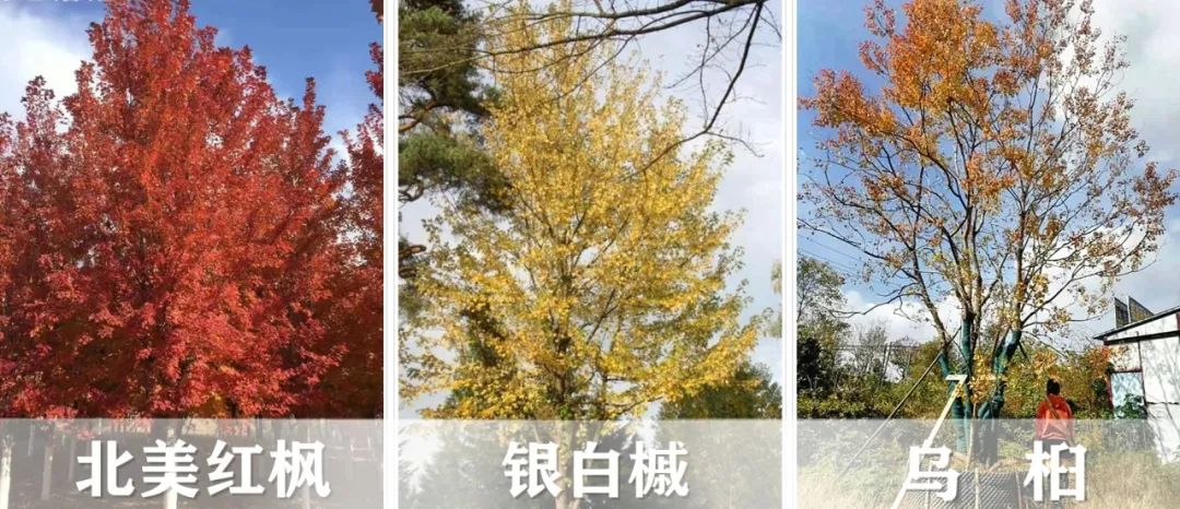 【景立方绿皮书】第二期|森系景观植物营造攻略上篇 【景立方绿皮书】第二期|森系景观植物营造攻略上篇